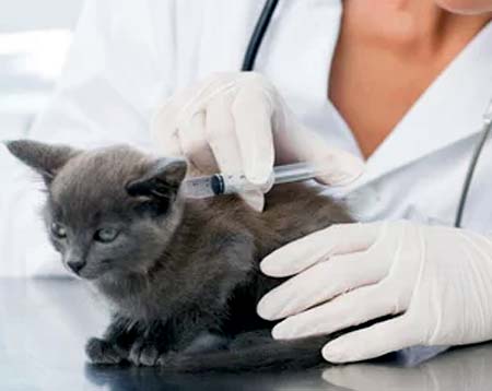 Перечень осложнений после прививок от бешенства у кошки: почему животное плохо переносит вакцинацию