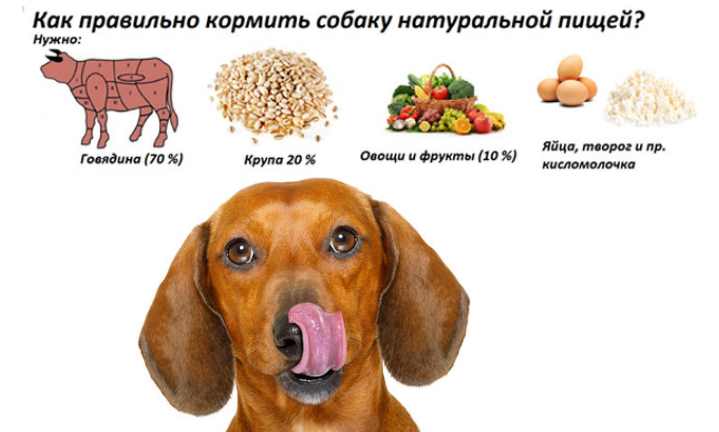 Сухой корм или натуральный для собак
