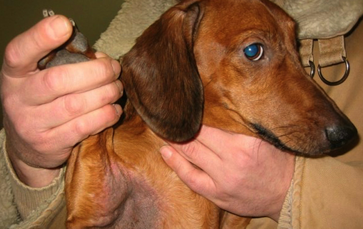 Черный акантоз у собак: как его распознать и лечить, профилактика болезни