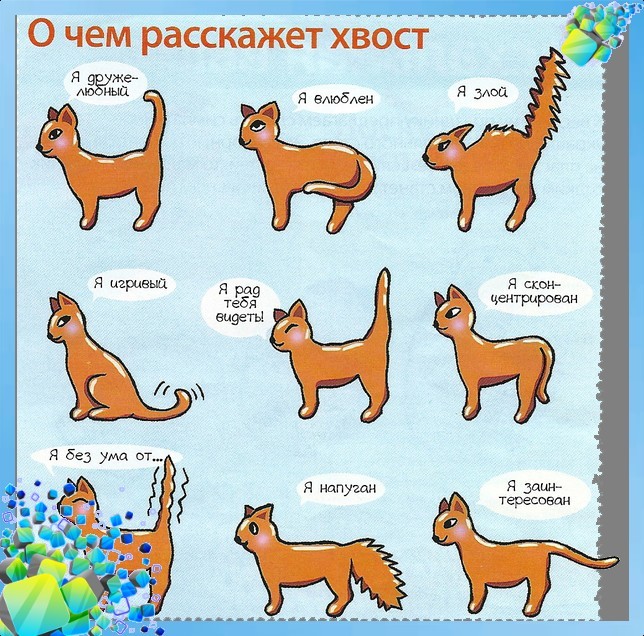 Настроение кошек в картинках