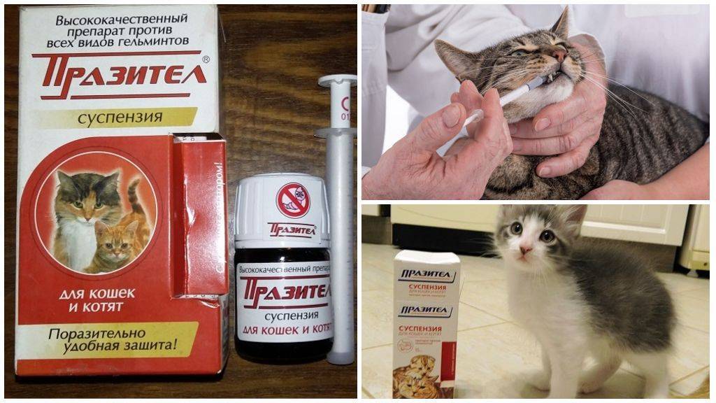 Как правильно давать коту таблетки от глистов и как часто, меры предосторожности