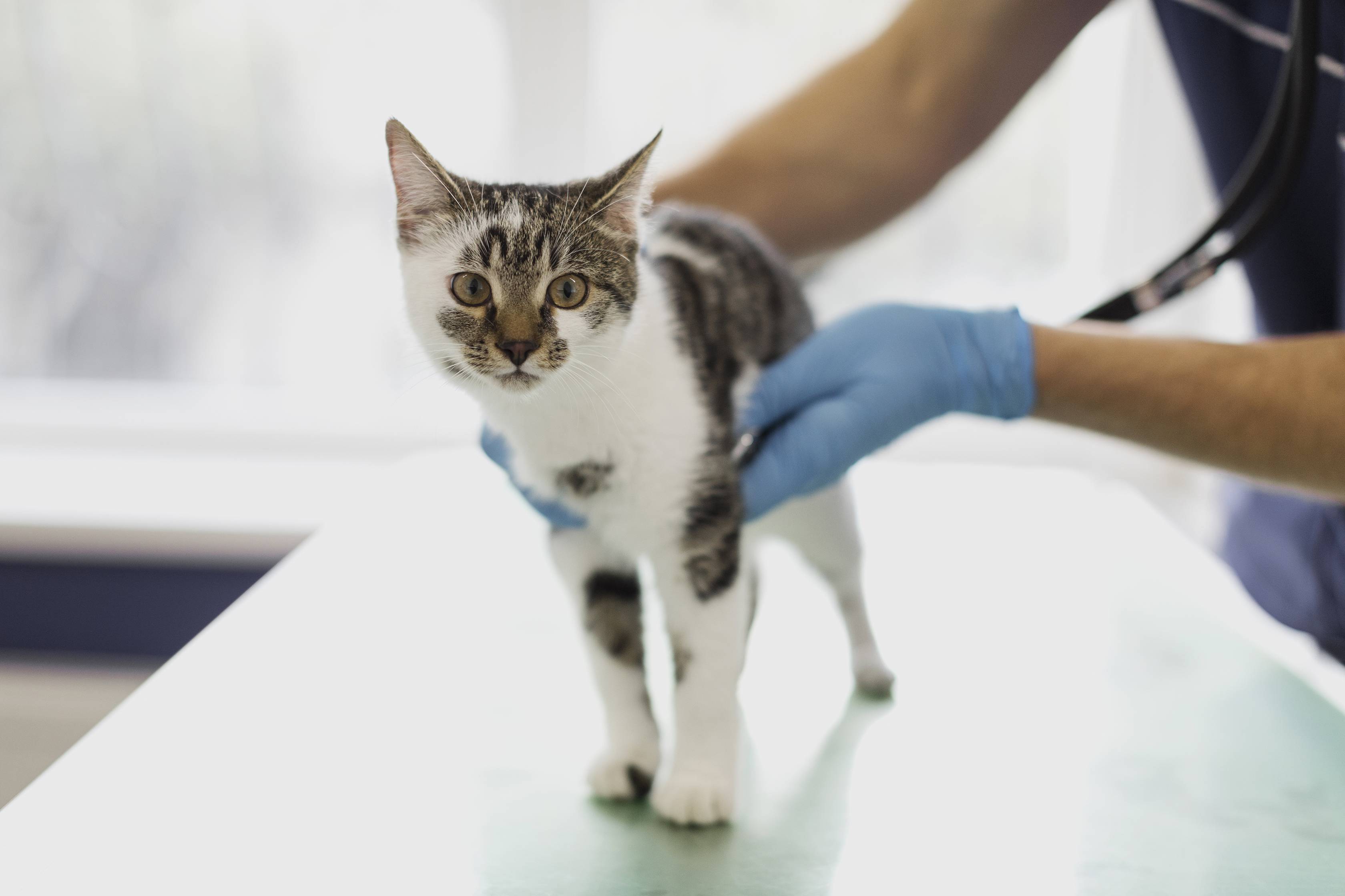 Стерилизация кошек: виды, способы, плюсы и минусы