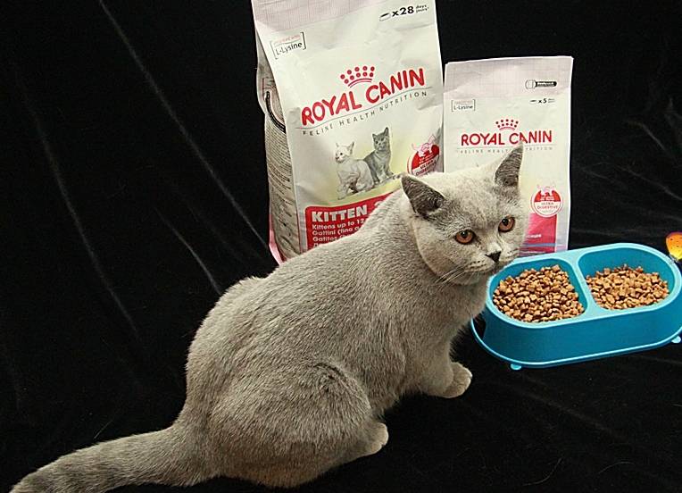 Британские котята: уход, воспитание, кормление британца, какой корм лучше, фото