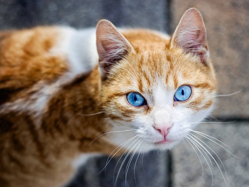 Охос азулес: описание породы кошек с фото, особенности содержания