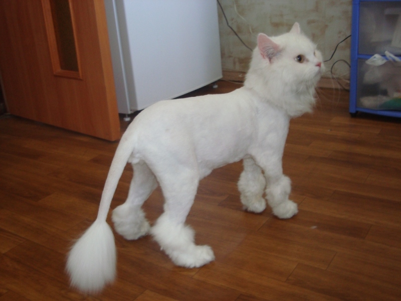 Сколько стоит подстричь кота?