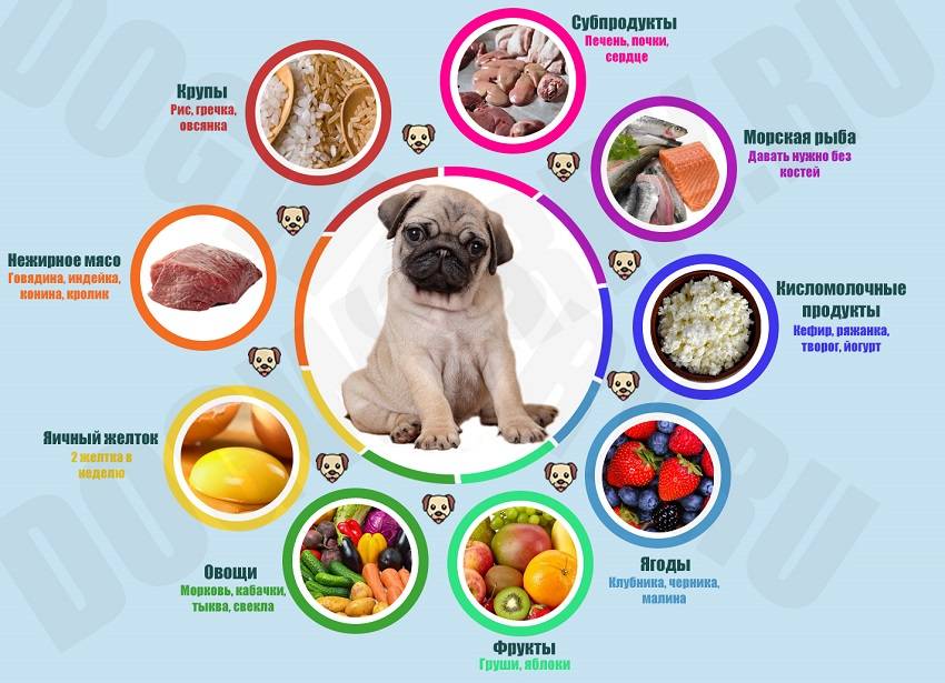 Что можно и нельзя есть собакам из человеческой еды