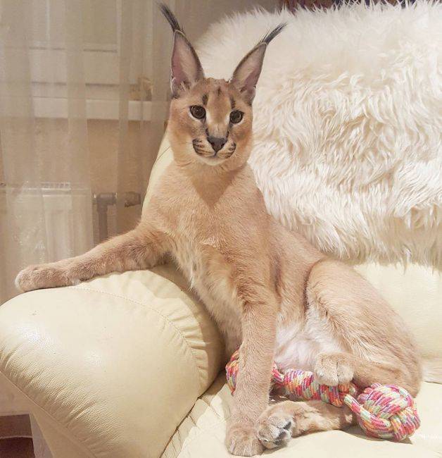 Каракал — порода кошек, известная как пустынная или степная рысь