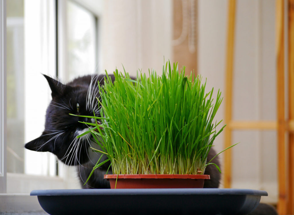 Трава для кошек: какую травку любят и зачем ее едят, как посадить