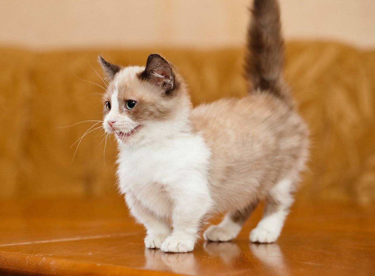 Топ 10 самых маленьких пород кошек в мире - названия, фотографии и описание