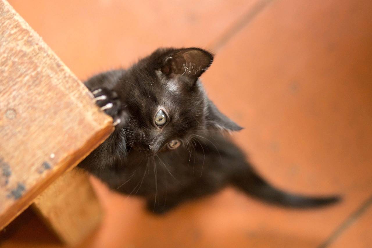 Что несут черные коты в дом?