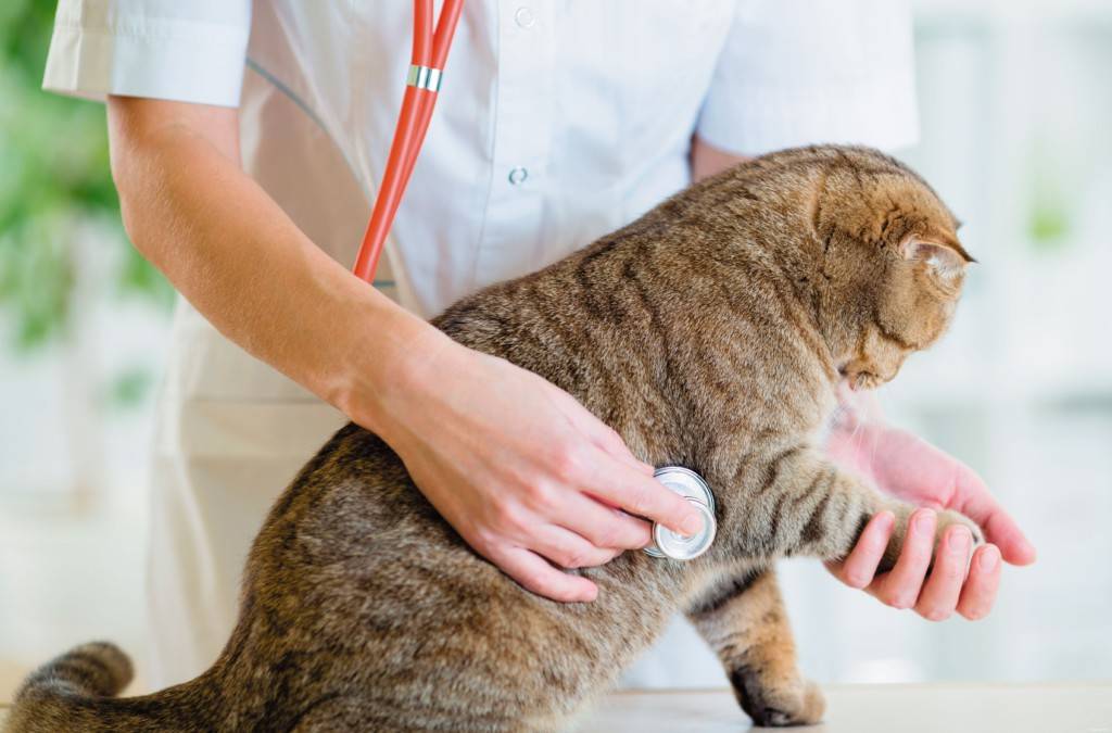 Симптомы и лечение микроспории у кошек и котят