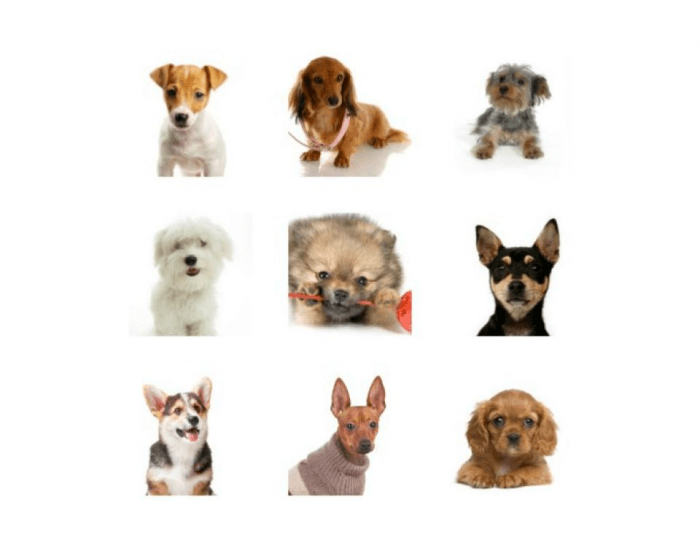 Небольшие породы собак с фотографиями. Название пород маленьких собак. Небольшие собаки. Породы небольших собак с фотографиями и названиями. Собаки маленьких пород для квартиры.