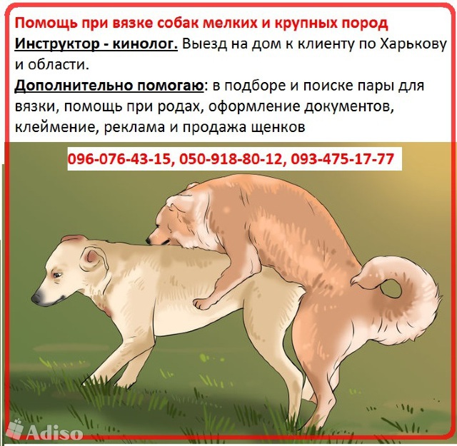 На какой день течки нужно вязать собаку, чтобы вязка была успешной :: syl.ru