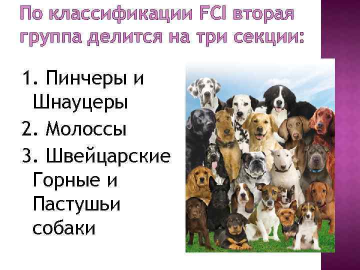 Классификация собак по использованию. породы собак по применению