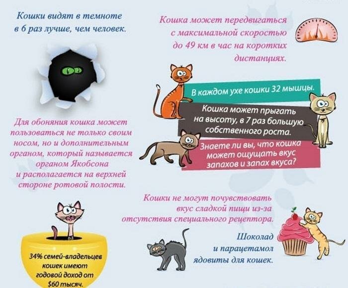 Самые интересные факты о кошках, которые стоит знать их владельцам
