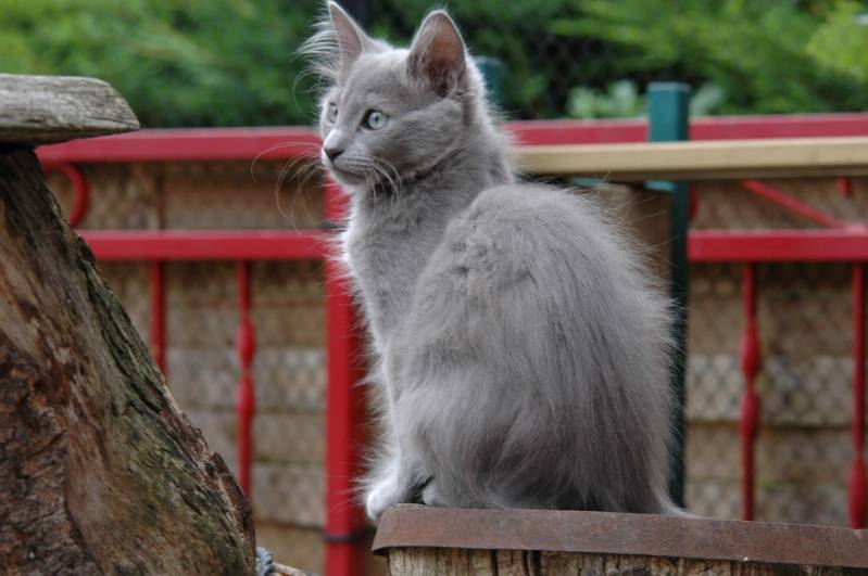 Русская голубая порода кошек – описание и внешний вид, характер и поведение, содержание и кормление