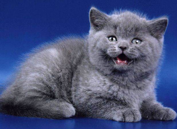 Британский вислоухий кот: характер, содержание, цена