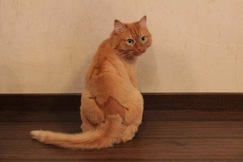Британская короткошерстная кошка: особенности породы