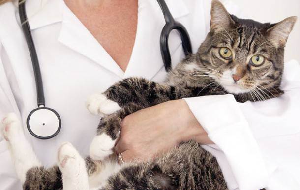 Заболевания щитовидной железы у кошек