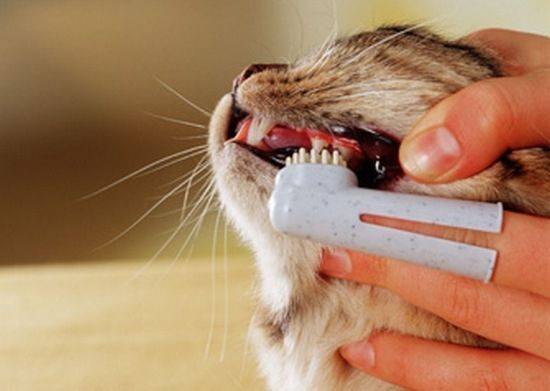 Почему у кошки пахнет изо рта: причины, что делать и как лечить