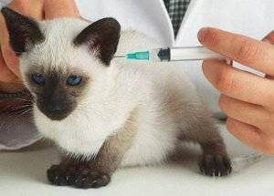 Прививки для кошек. прививки домашним кошкам: график