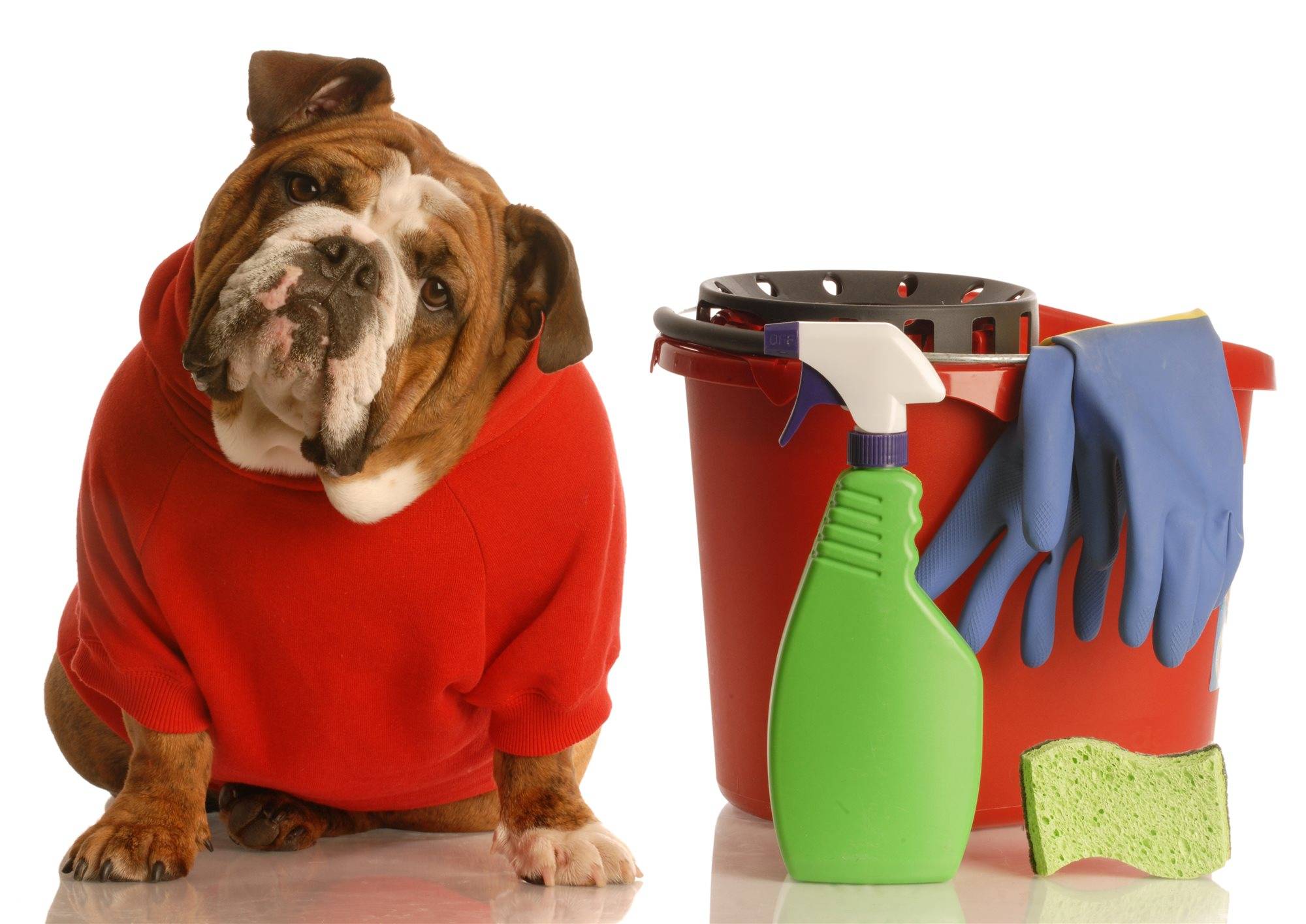 Как избавиться от запаха собаки в квартире: практические советы