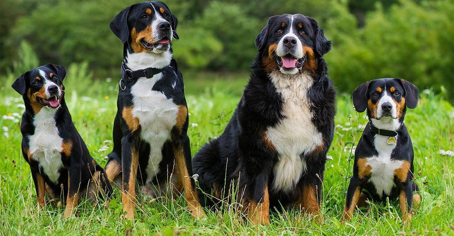 Аппенцеллер-зенненхунд - описание породы и характер собаки