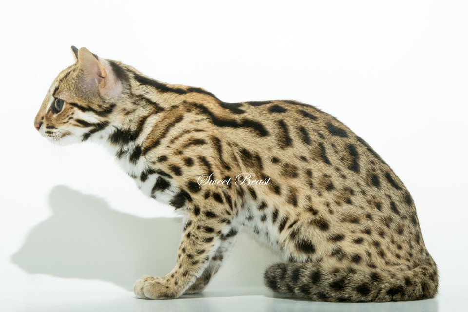 Азиатская леопардовая кошка (алк): дикая милаха