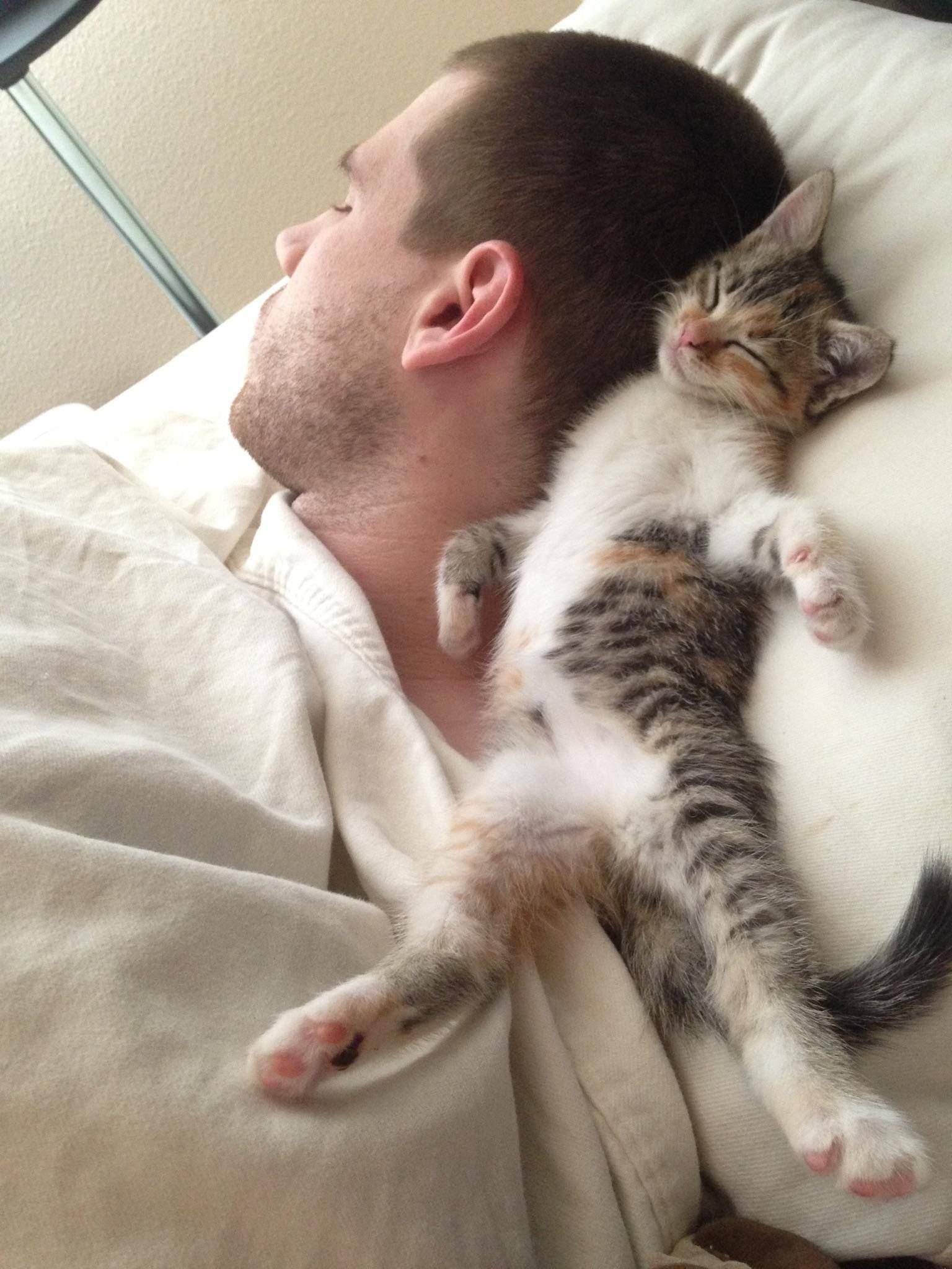 Сколько в среднем часов в сутки должны спать кошки: количество времени, которое котята и взрослые коты тратят на сон
