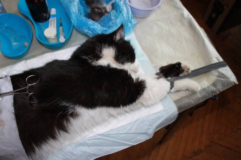Как долго отходит кошка от наркоза после стерилизации: сколько времени она «под кайфом»