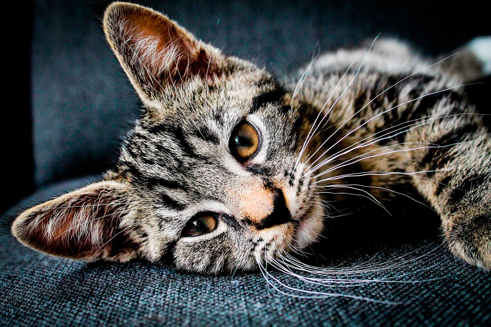 Стрессы у котов: причины, признаки и методы борьбы