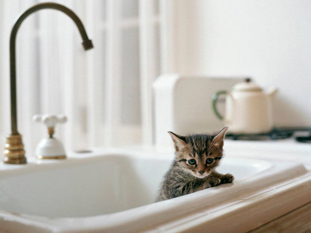 Почему кошки часто умываются, зачем котята и взрослые коты постоянно моются?