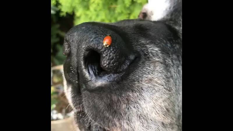 О чем нам расскажет нос собаки