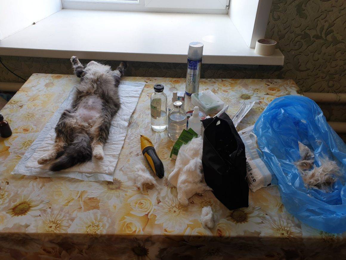 3 причины почему кошка после родов не ходит в туалет - kotiko.ru