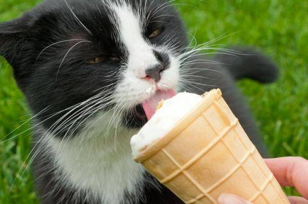 Можно ли кошкам сладкое: чем опасны шоколад и мороженное?
