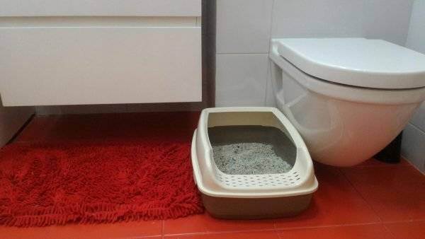 Как приучить уличного кота к лотку