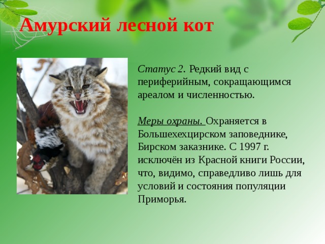 Лесной кот — описание породы
