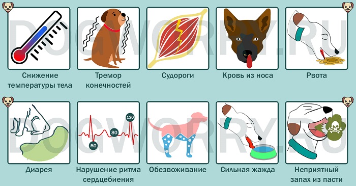 Отравление у собаки: признаки пищевой интоксикации
