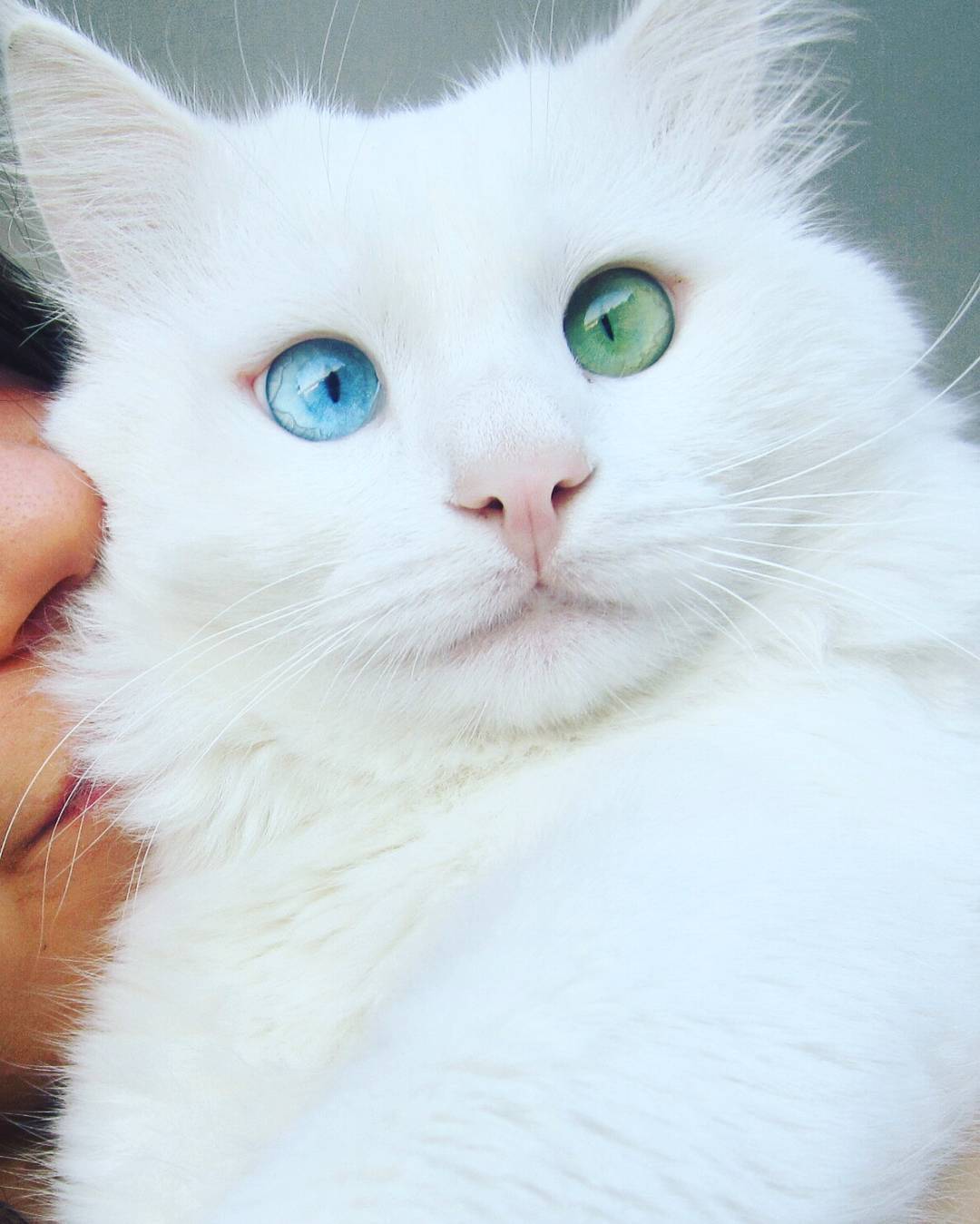 Почему рождаются кошки с разными глазами?