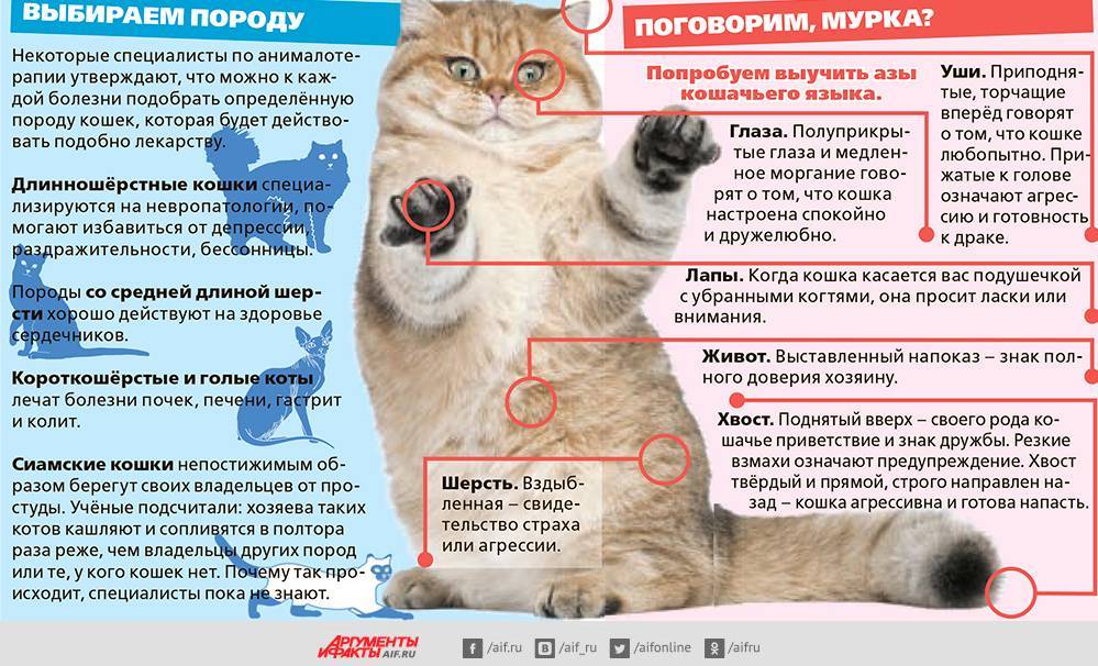 Онкология у кошек: симптомы и лечение, наиболее часто встречающиеся опухоли