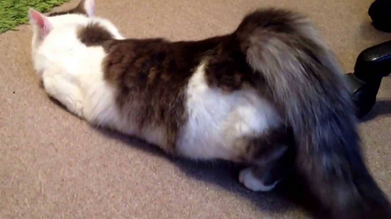Кошка гуляет - как успокоить в домашних условиях
