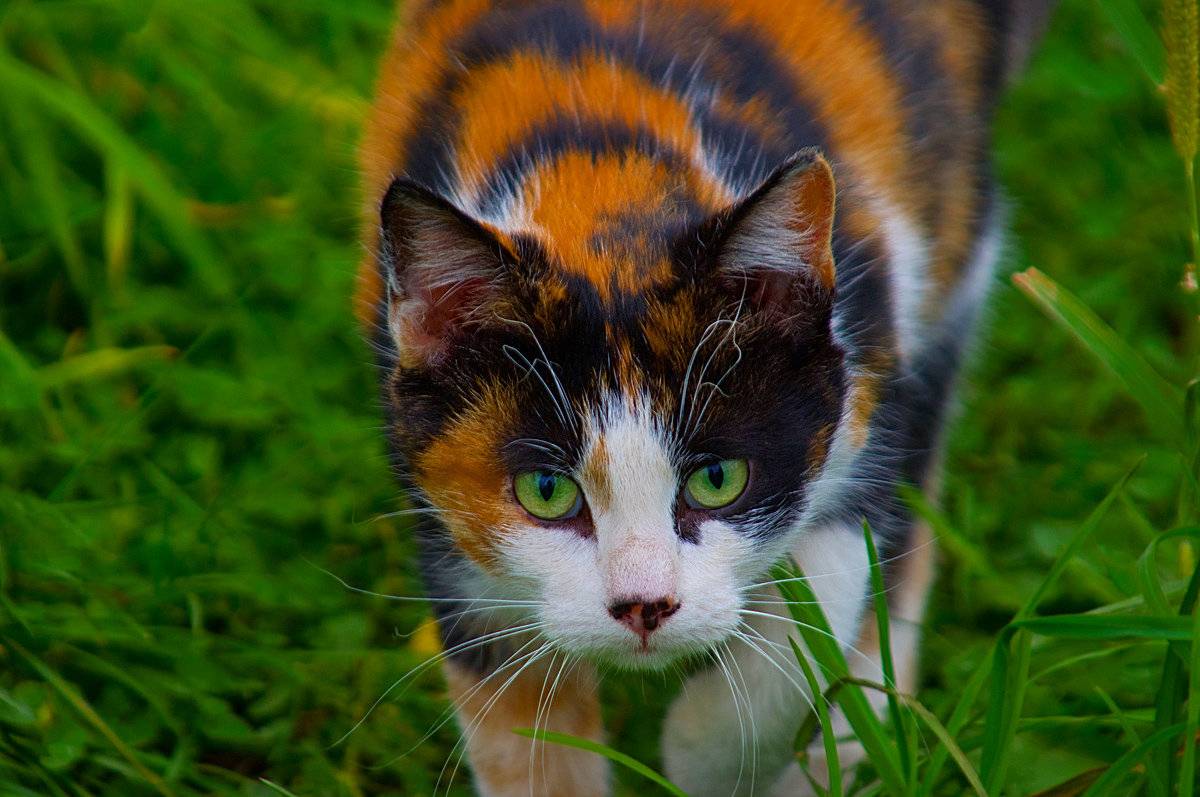 Трёхцветная кошка: приметы — к счастью ли держать в доме?