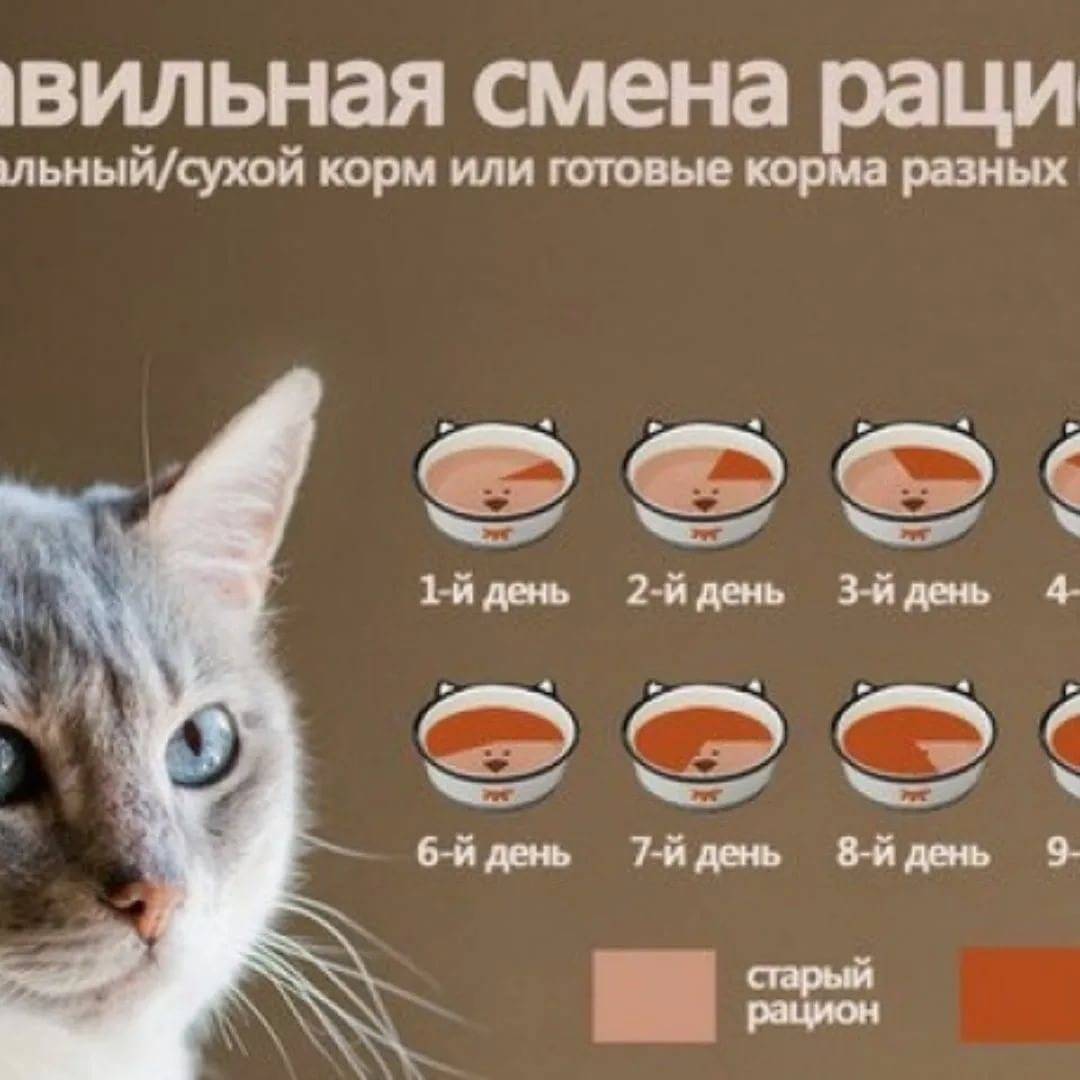 Каким кормом лучше кормить кастрированного кота советы ветеринаров