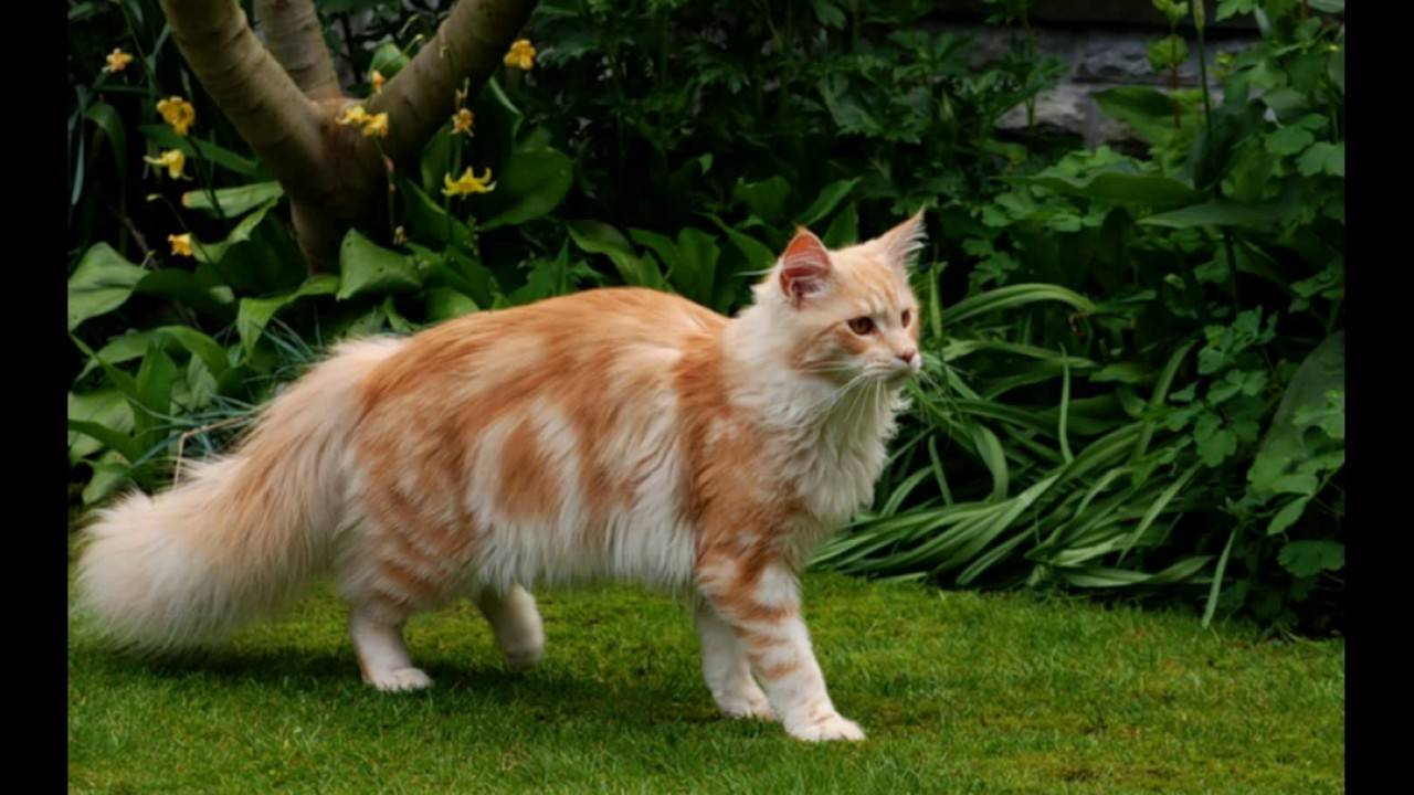 Китайская кошка, особенности породы: как выглядят и ведут себя эти животные в природе и в неволе?