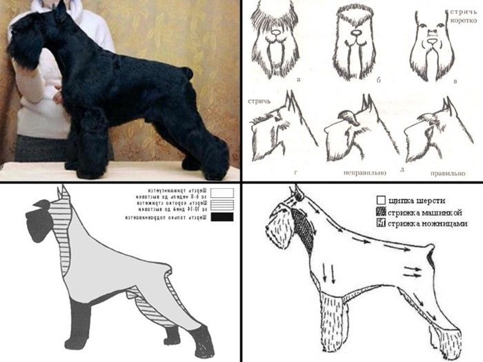 Как стричь собак правильно (100 фото причесок): пошаговая инструкция по стрижке собаки машинкой и ножницами