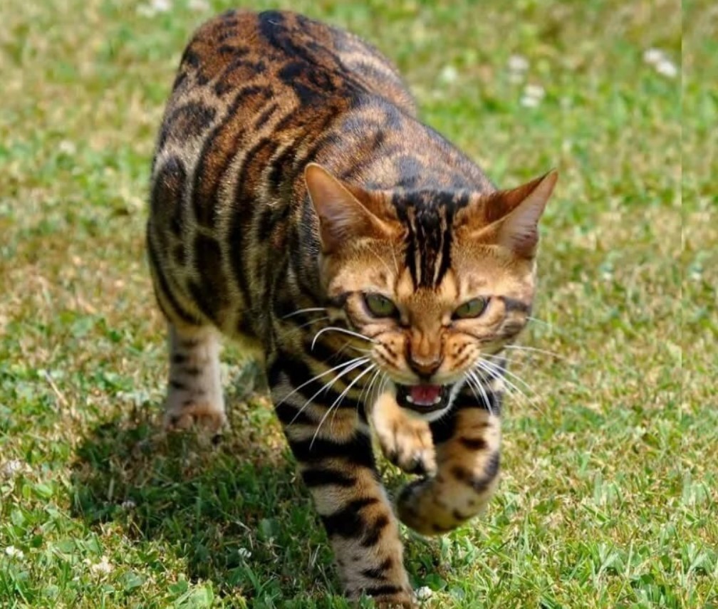 Топ-5 самых агрессивных пород кошек в мире