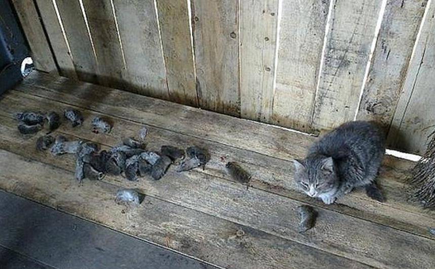 Поедают ли кошки мышей