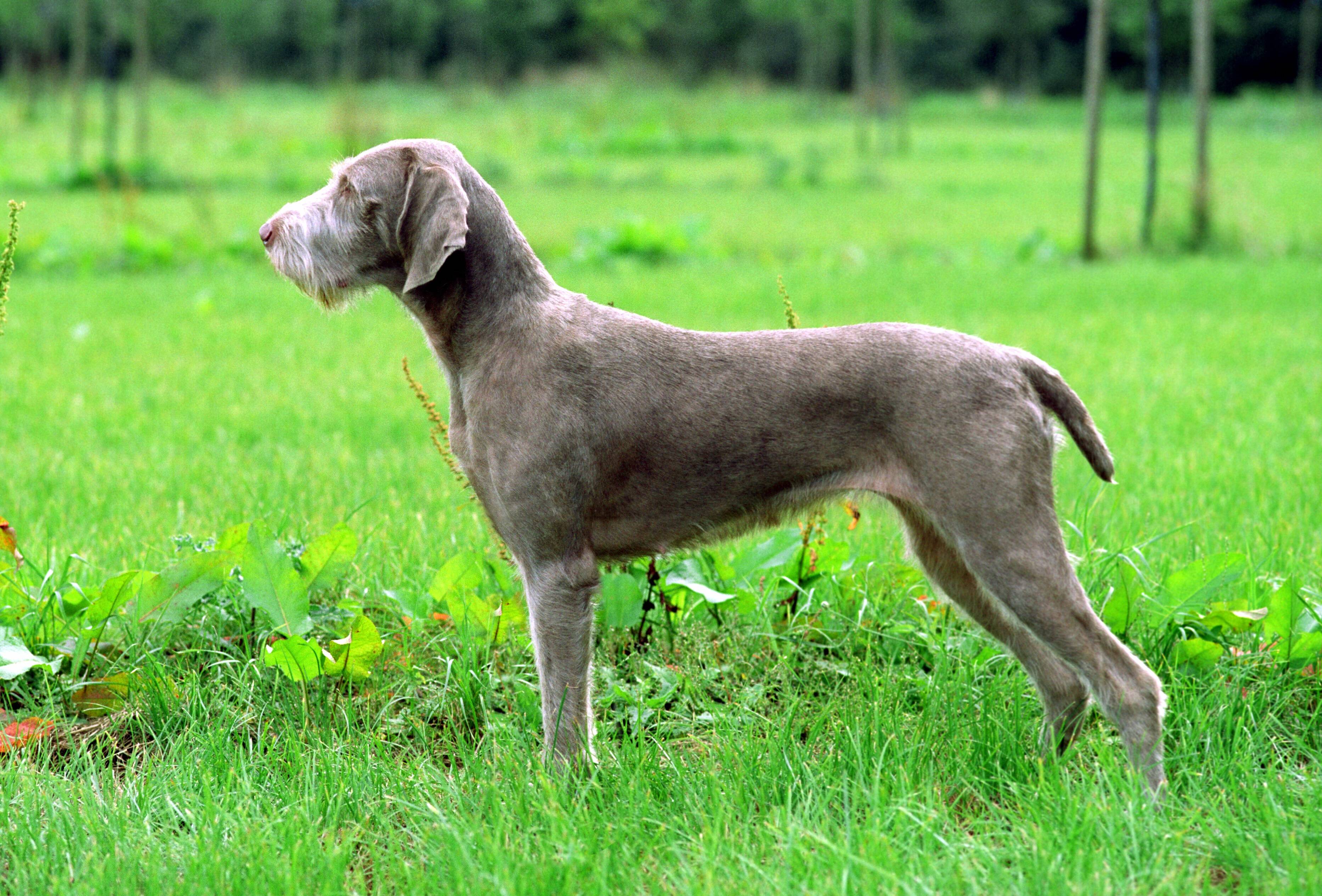Легавая собака: русские, английские и немецкие породы