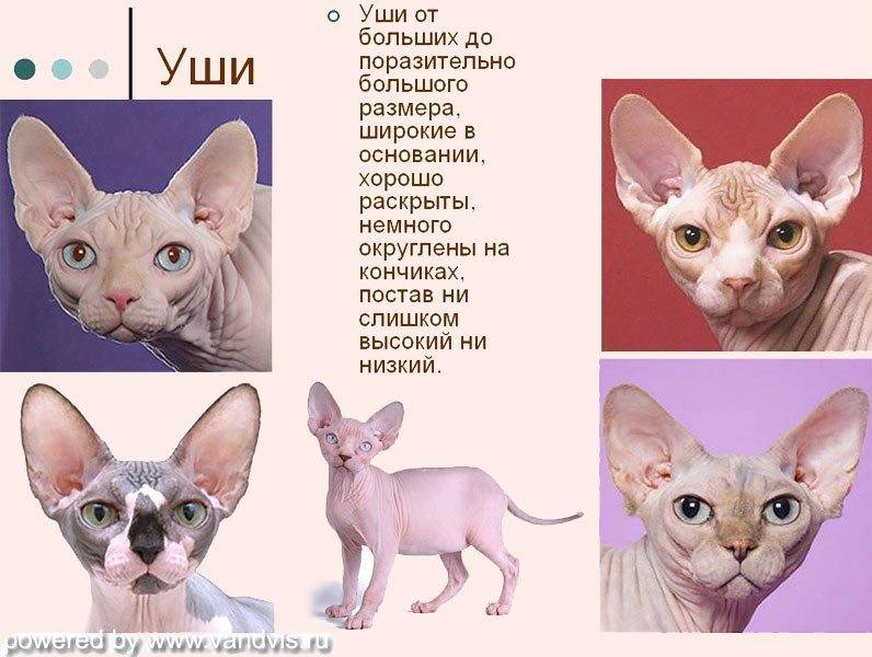 Донской сфинкс: фото кошек, цена, описание породы, стандарт и характер
