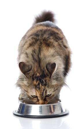 Уход за старой кошкой - болезни старых кошек, чем кормить старую кошку, питание старых кошек  - всё о кошках и котах
